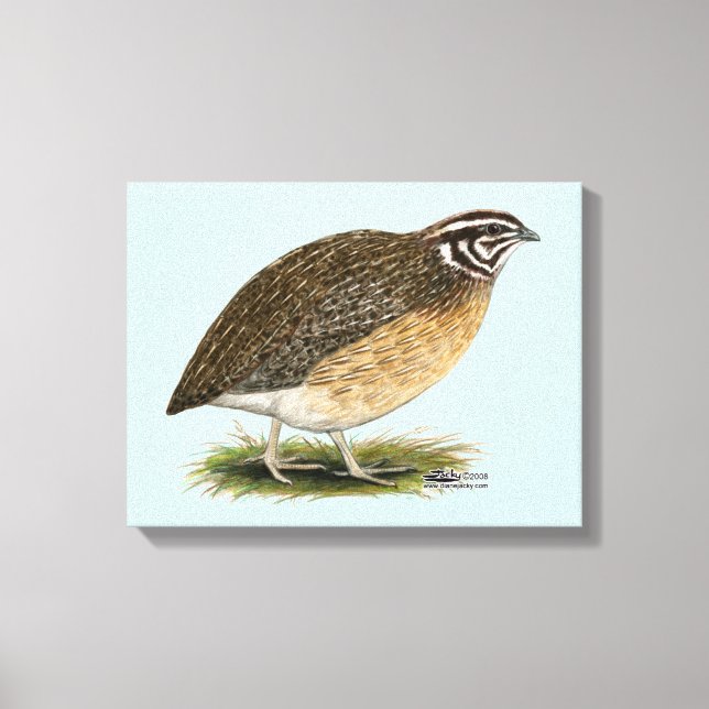 Coturnix Pharaoh Quail Canvas Print (Front)