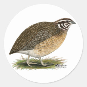 Coturnix Pharaoh Quail Classic Round Sticker