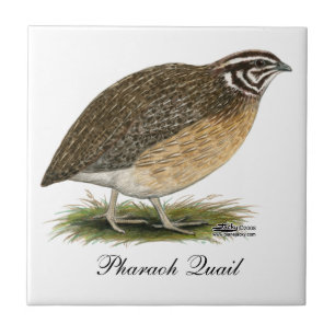 Coturnix Pharaoh Quail Tile