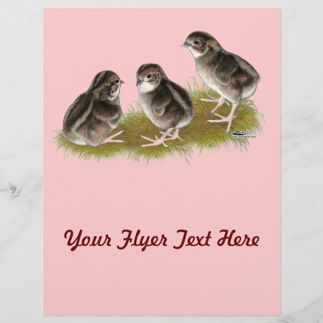 Coturnix Quail Chicks Flyer (Front)