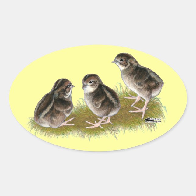 Coturnix Quail Chicks Oval Sticker (Front)