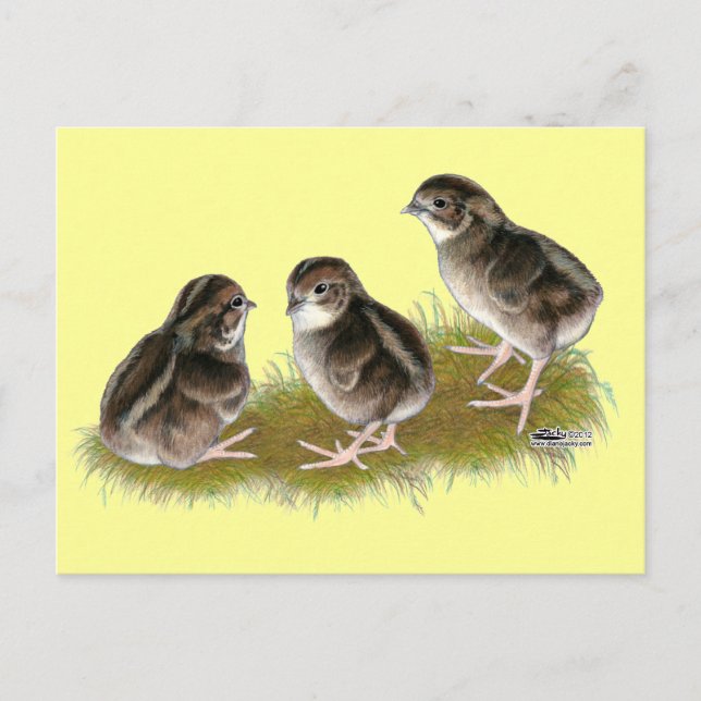 Coturnix Quail Chicks Postcard (Front)