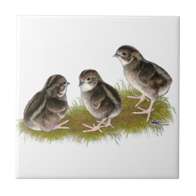 Coturnix Quail Chicks Tile (Front)