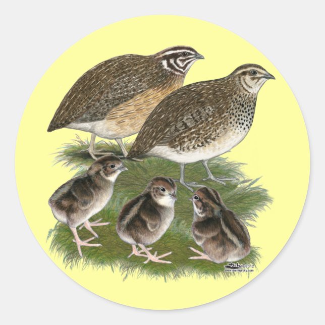 Coturnix Quail Family Classic Round Sticker (Front)