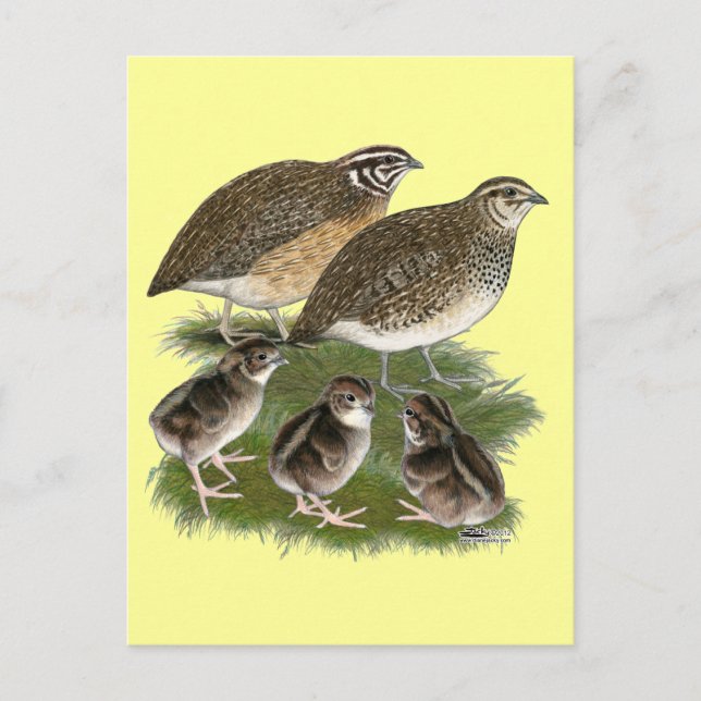 Coturnix Quail Family Postcard (Front)