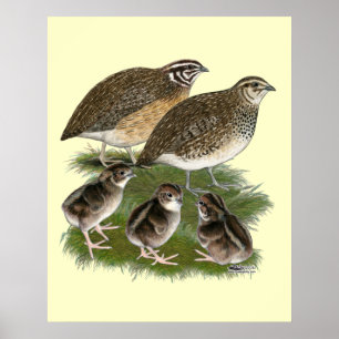 Coturnix Quail Family Poster