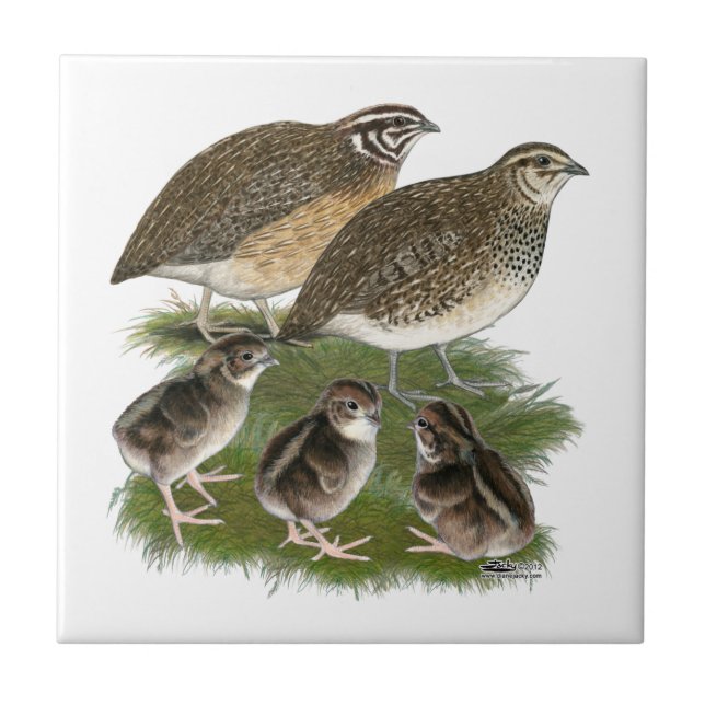 Coturnix Quail Family Tile (Front)