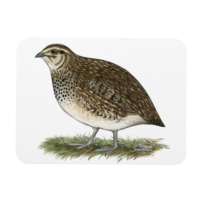 Coturnix Quail Hen Magnet (Horizontal)