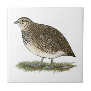 Coturnix Quail Hen Tile