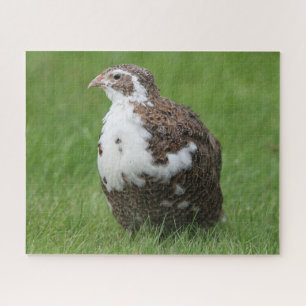 Coturnix Quail in the grass Jigsaw Puzzle