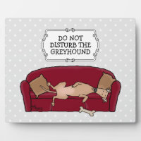 Couch Greyhound (fawn) Dog Lazy Sleeping Funny