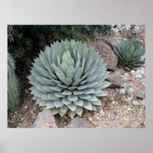 Coues' Agave ~Print~ Poster