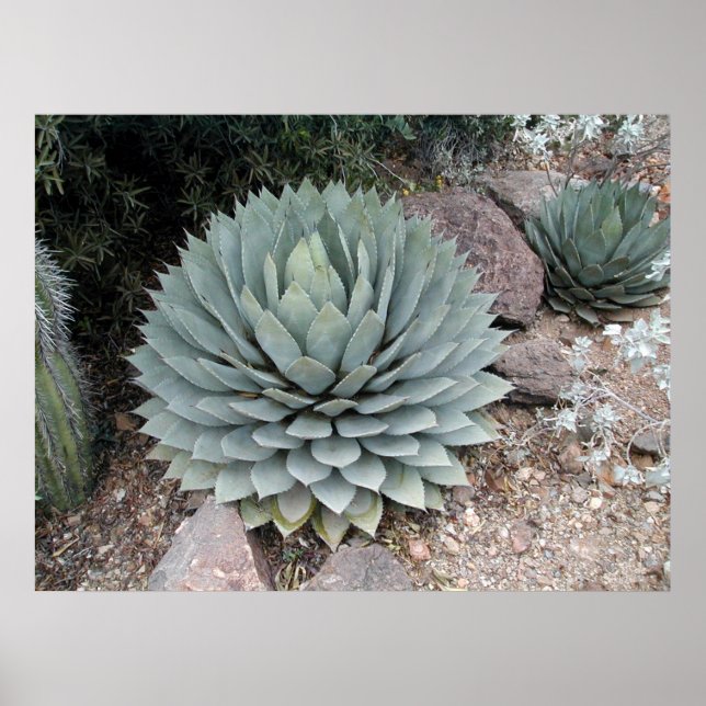 Coues' Agave ~Print~ Poster (Front)