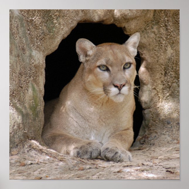 Cougar 012 poster (Front)