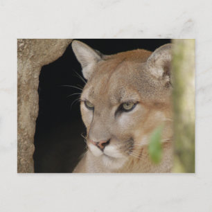 Cougar 013 postcard