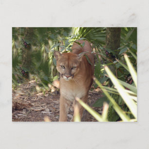 Cougar 020 postcard