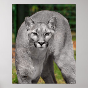 Cougar Black White and Color Photo Mountain Lion Poster