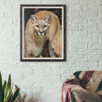 Cougar Black White and Colour Photo Mountain Lion