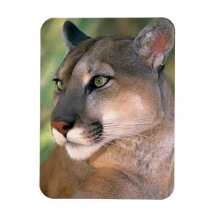 Cougar, California Magnet
