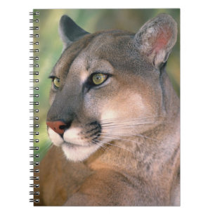 Cougar, California Notebook