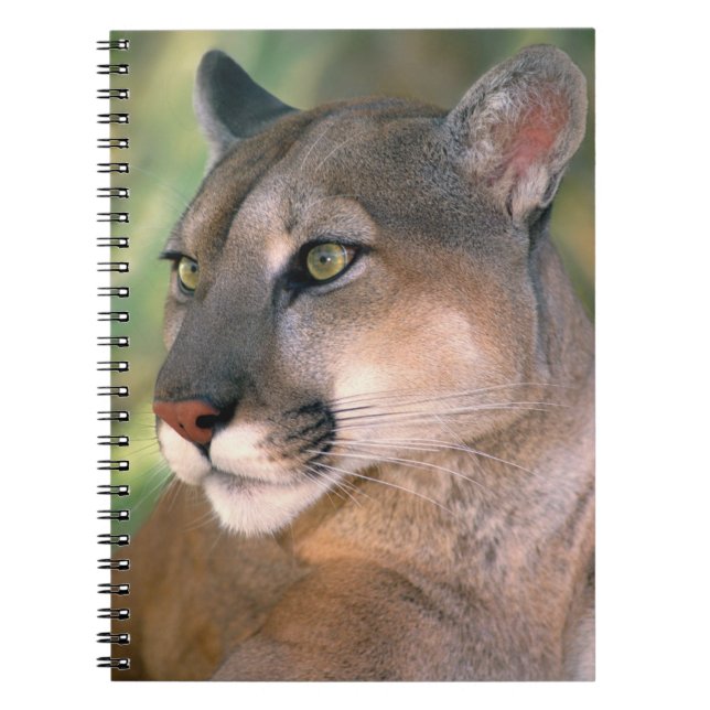 Cougar, California Notebook (Front)