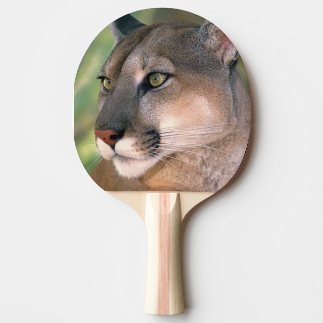 Cougar, California Ping Pong Paddle (Front)