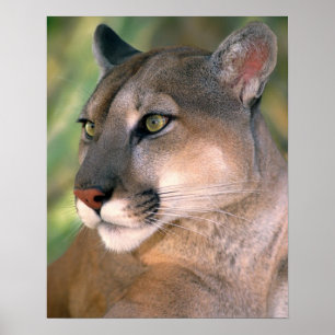 Cougar, California Poster