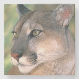 Cougar, California Stone Coaster