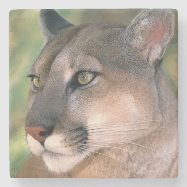 Cougar, California Stone Coaster (Front)