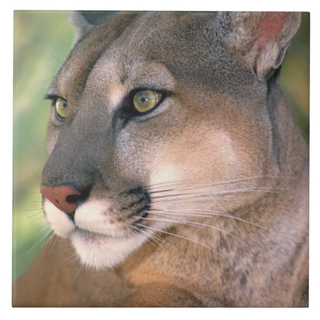 Cougar, California Tile (Front)