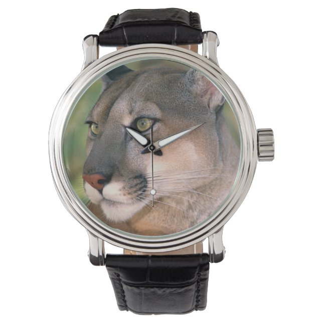 Cougar, California Watch (Front)
