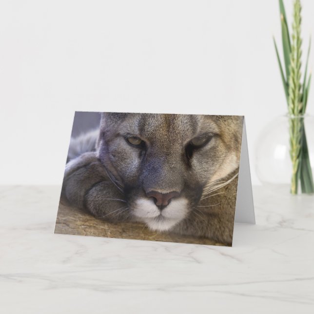 cougar card (Front)