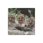 Cougar Cubs Stone Magnet