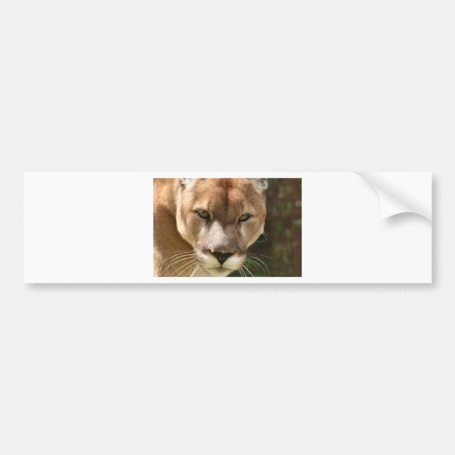 cougar eyes bumper sticker (Front)