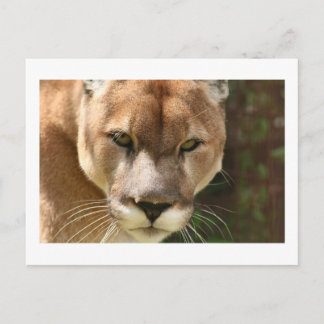 cougar eyes postcard