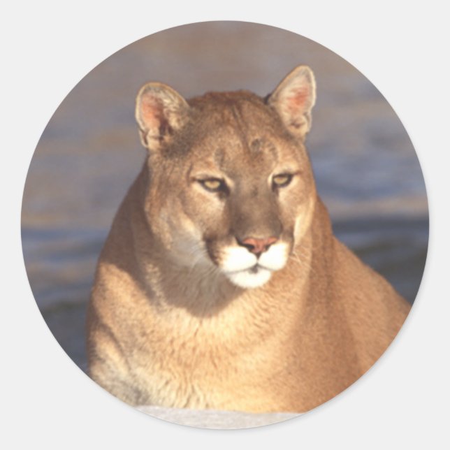Cougar Face Classic Round Sticker (Front)