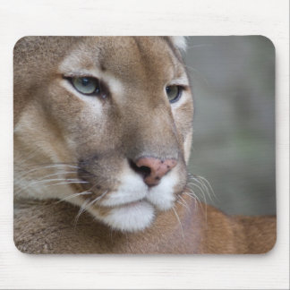 COUGAR face eyes macro cats wild Mouse Mat