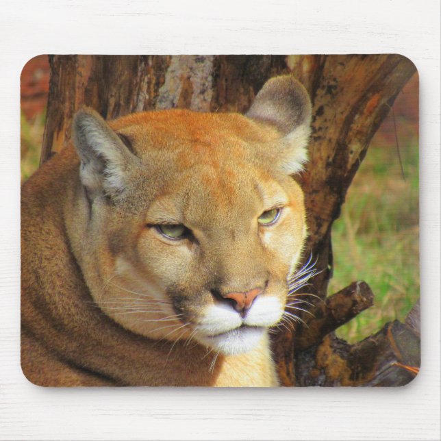 Cougar / Florida Panther - Mouse Pad (Front)