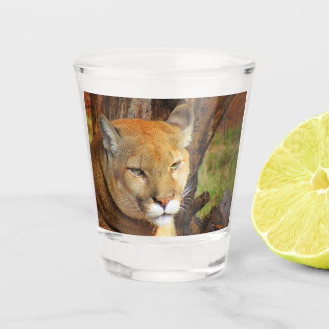 Cougar / Florida Panther / Puma Shot Glass (Front)