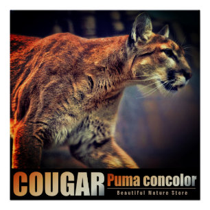 COUGAR:Glossy Poster