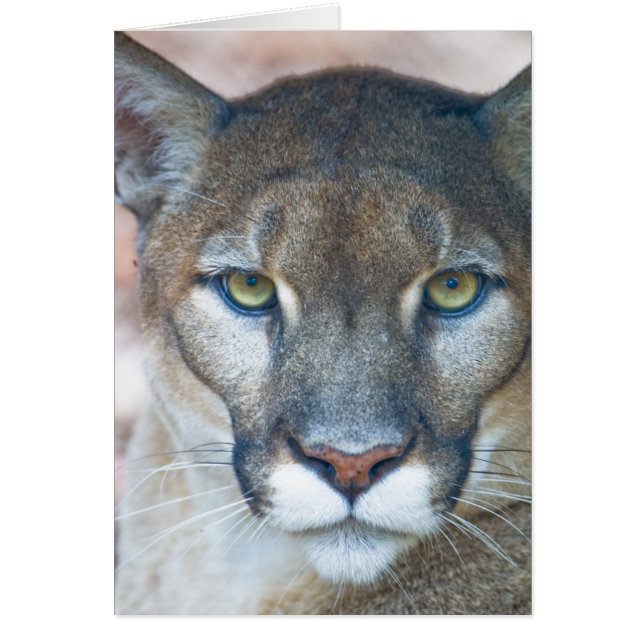 Cougar, mountain lion, Florida panther, Puma (Front)