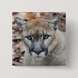 Cougar, mountain lion, Florida panther, Puma 15 Cm Square Badge