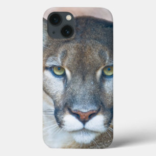 Cougar, mountain lion, Florida panther, Puma 2 iPhone 13 Case