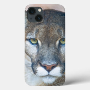Cougar, mountain lion, Florida panther, Puma 2 iPhone 13 Case
