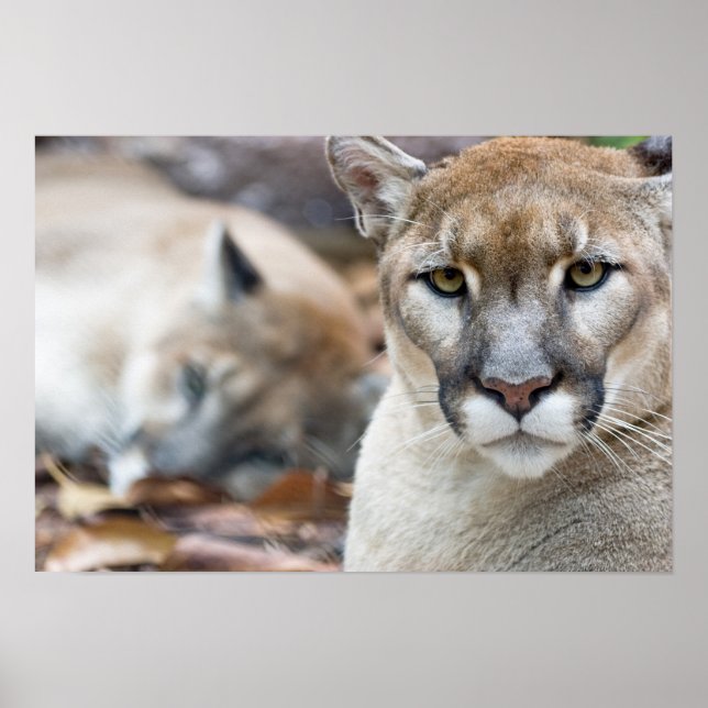 Cougar, mountain lion, Florida panther, Puma 2 Poster (Front)
