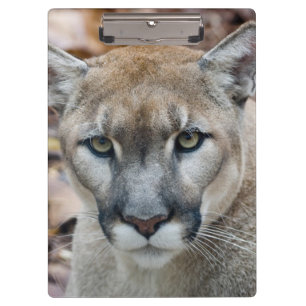 Cougar, mountain lion, Florida panther, Puma Clipboard