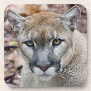 Cougar, mountain lion, Florida panther, Puma Coaster