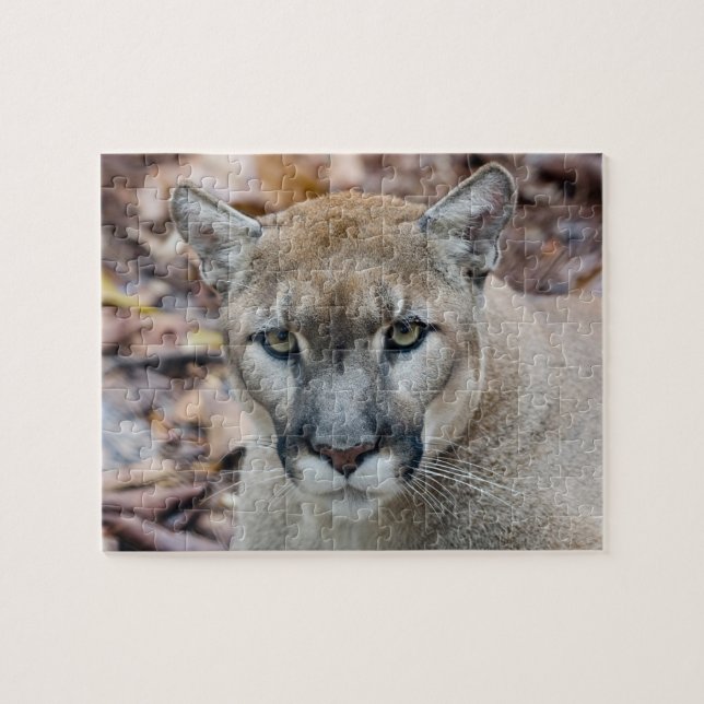Cougar, mountain lion, Florida panther, Puma Jigsaw Puzzle (Horizontal)