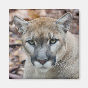Cougar, mountain lion, Florida panther, Puma Magnet