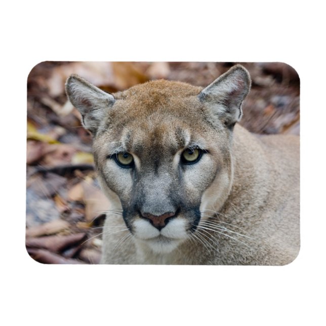 Cougar, mountain lion, Florida panther, Puma Magnet (Horizontal)